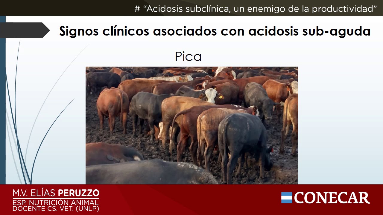 Acidosis subclínica, un enemigo oculto de la productividad