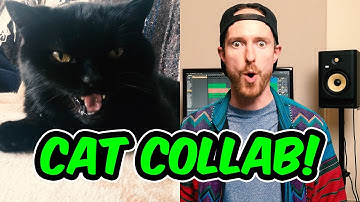 Making music using only cat sounds (in ableton)