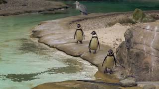 Pinguins