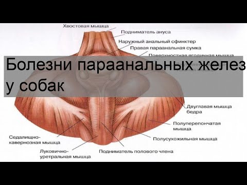 Болезни параанальных желез у собак