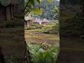 Papua Menangis: Tanah Adat Berubah Jadi Kebun Sawit #shots #pedulilingkungan #video #nature #ai