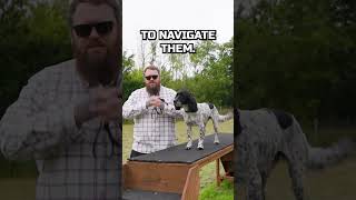 Dog Training Trick I Use Everyday