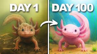 Download Lagu I Saved an Abandoned Axolotl... MP3 Download Lagu I Saved an Abandoned Axolotl... MP3