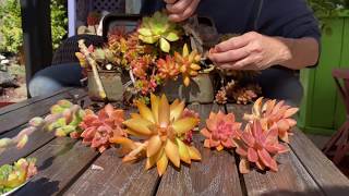 Replanting an Old Succulent Arrangement with Cuttings