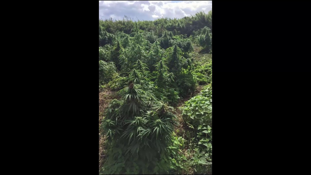 Hidden gem found Heaven on Earth! (Huge cannabis Forest)