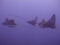 Скаты Красного моря Скаты Красного моря