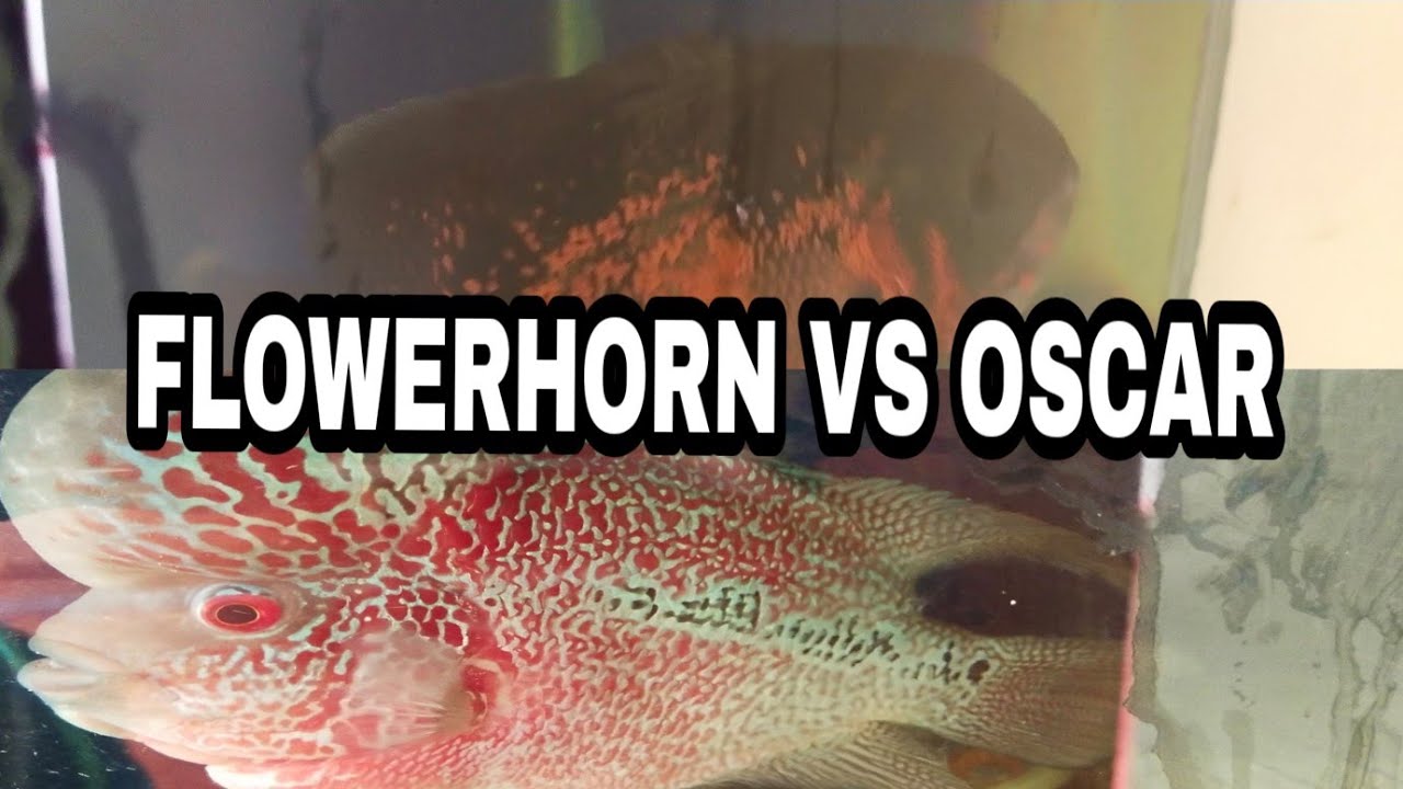 Flowerhorn vs oscar YouTube