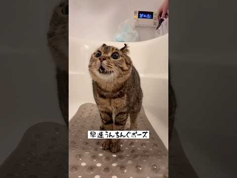ナス風呂 #北海道 #cat #保護猫 #ねこ #猫のシャワー#ネコ#愛すべきくせえ毛玉