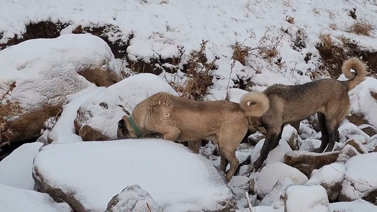 Camoka yavruları eğitiyor kokuya yoğunlaştılar 