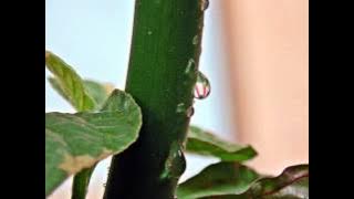 Cinta Sebening Embun - Ebiet G Ade