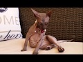 Beauty of Don Sphynx Cats の動画、YouTube動画。