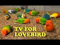 Lovebird Aviary - Lovebird Behavior - November 2022