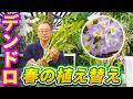 【洋蘭】春の手入れが超重要！花を切るタイミングと植え替え方法！[orchid]Spring care is extremely important!@seedpot368 #sheath