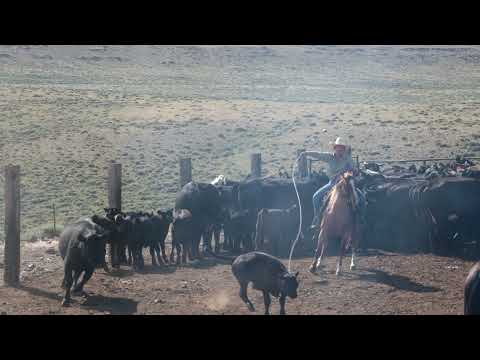 Vidéo: Hidden Valley Remplira N'importe Quel Conteneur Avec Un Ranch Gratuit Lors De La Journée Nationale Du Ranch