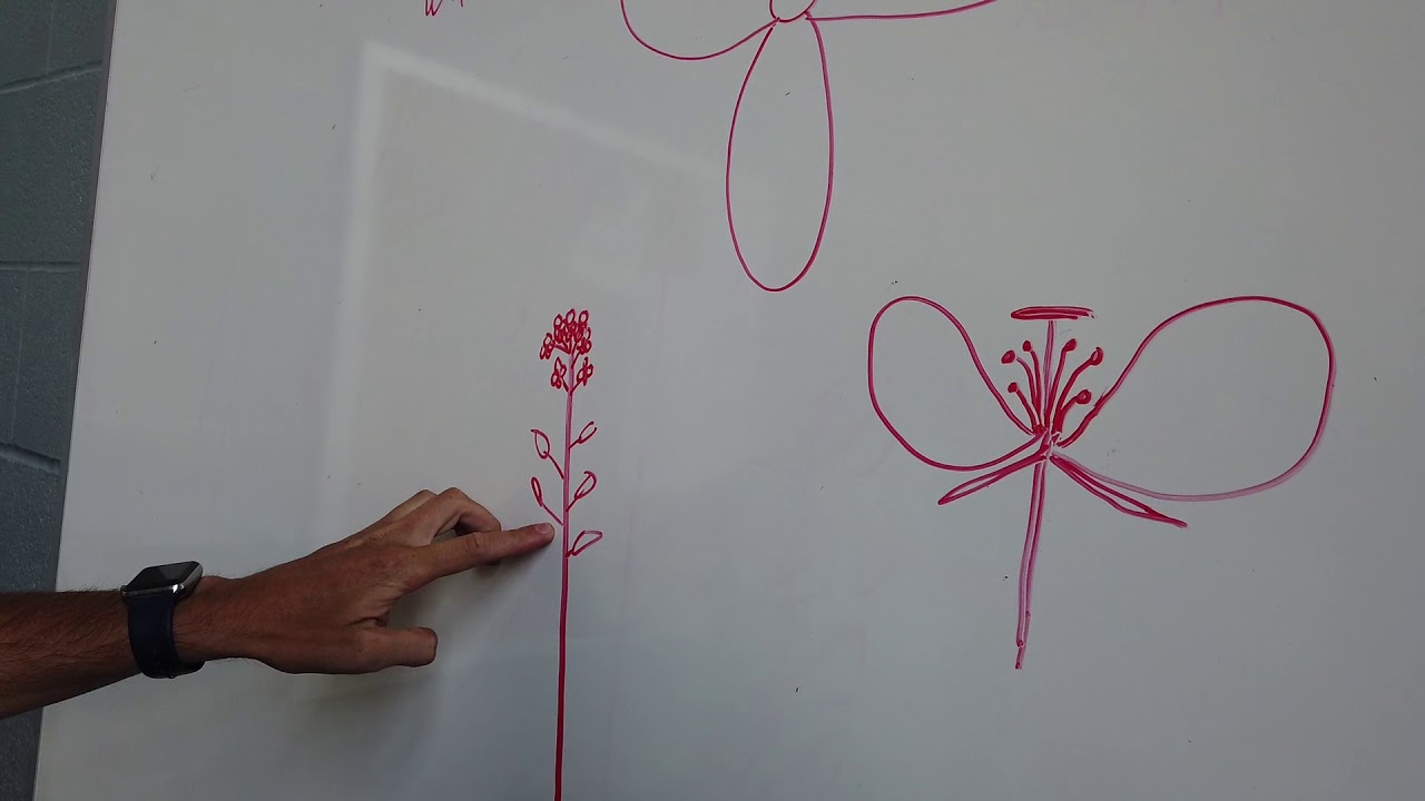 Identifying Wild Mustard