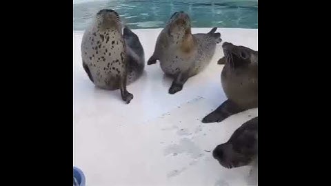 seals clapping