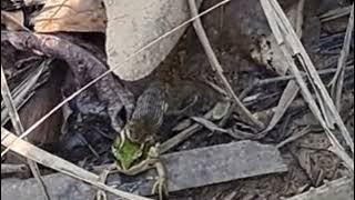 SUARA KATAK  HIJAU DI MANGSA ULAR