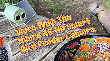 Bird feeder videos with the Hibird 4k HD Smart Bird Feeder Camera - Florida Birds - Cute Squirrels