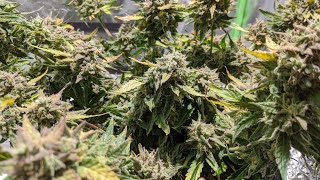 BUBBLELICIOUS AUTO BY NIRVANA SEEDS!