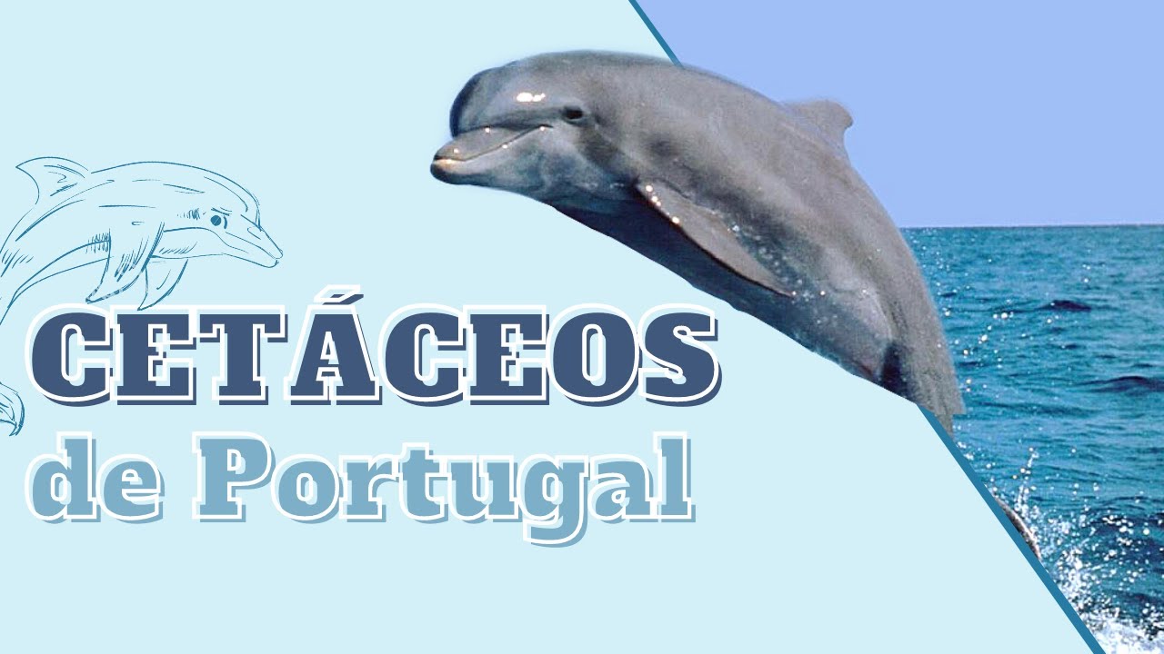 "Cetáceos de Portugal" com Alexandre Branco | Eventos BiologiaFactos