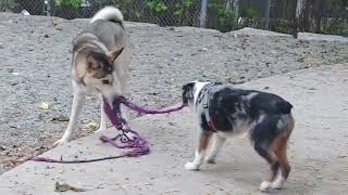 He adjusts his behaviour so well depending on the size of dog. by Husky Obsessed 1,896 views 6 months ago 18 seconds