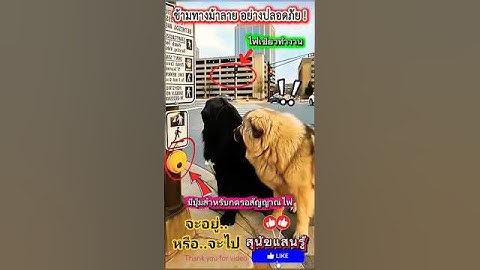 กด-รอ สัญญาณไฟทำงาน-สุนัขคู่นี้ข้ามถนนอย่างสบายๆ#สุนัขแสนรู้ #หาดูยาก