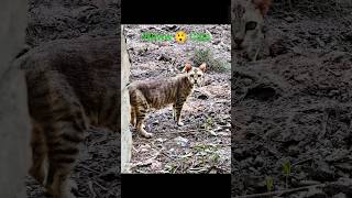 10x Zooming Test 🐦🔥🔥 || #edit #cats #zoom #shorts #10xzoom #photography #vidroediting