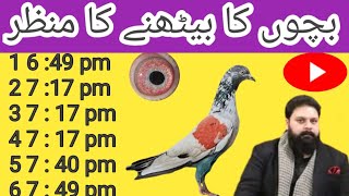 Ustad Numan Butt Of Gujranwala Ki Chat Se Pigeons