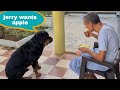 My grandfather can't eat without Jerry||funny dog video