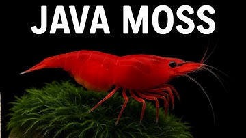 Why Java Moss Is the Best Plant for Cherry Shrimp Tanks | Care, Benefits & Setup Tips