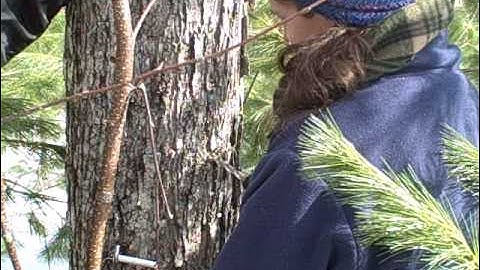 Tapping a Sugar Maple