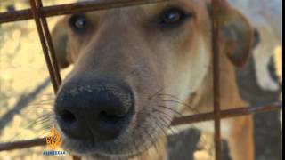 Activists Fight To Save Sochis Stray Dogs