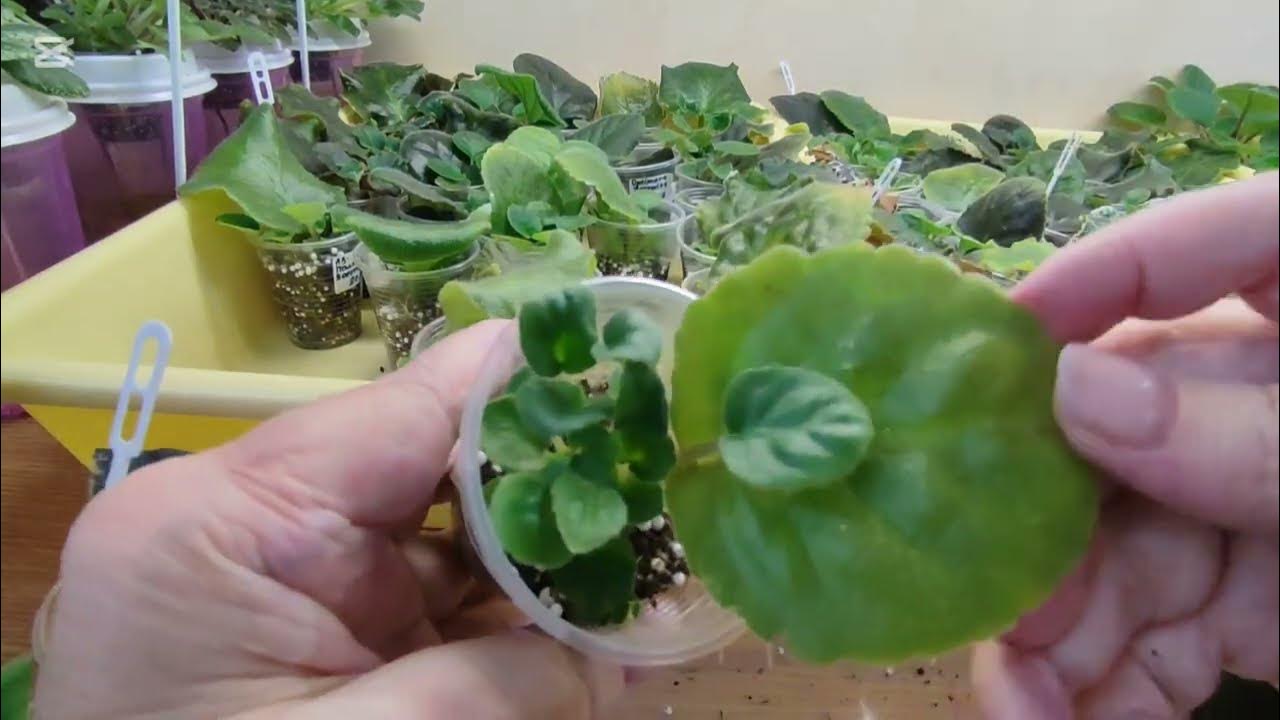 Детки фиалок при листе растут быстро. Уход и стимуляция. - YouTube