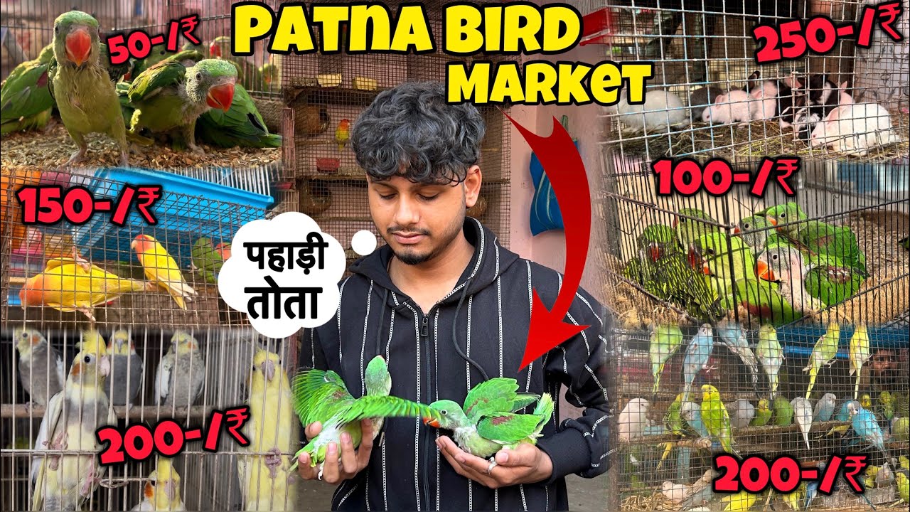 Patna Birds Market New Video || Birds Market Bihar Patna | पटना का चिड़िया बाजार |
