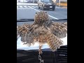 360° dashcam (owl edition)