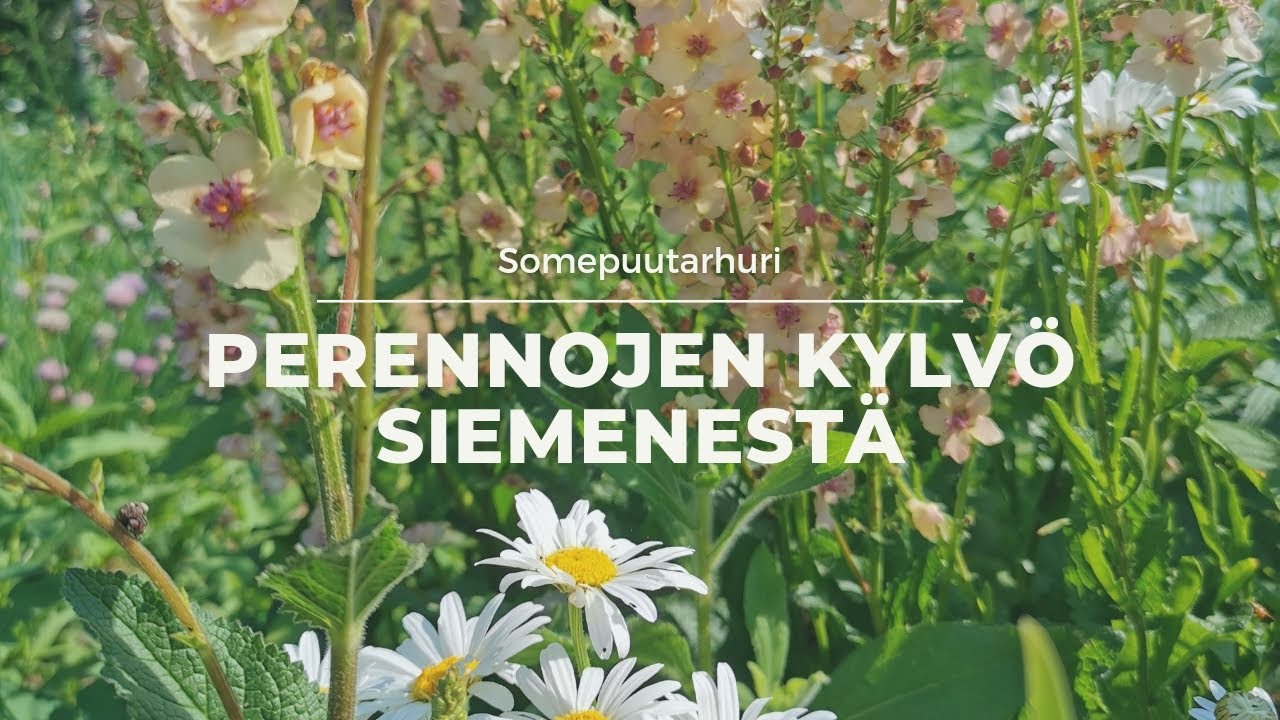 Somepuutarhuri: Perennojen kylväminen