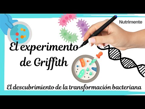 El experimento de Griffith [El descubrimiento de la TRANSFORMACIÓN BACTERIANA]
