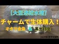 チャームで黒出目金＆オタマ金魚＆幹之＆楊貴妃を購入！大型連結水槽に生体導入