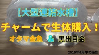チャームで黒出目金＆オタマ金魚＆幹之＆楊貴妃を購入！大型連結水槽に生体導入