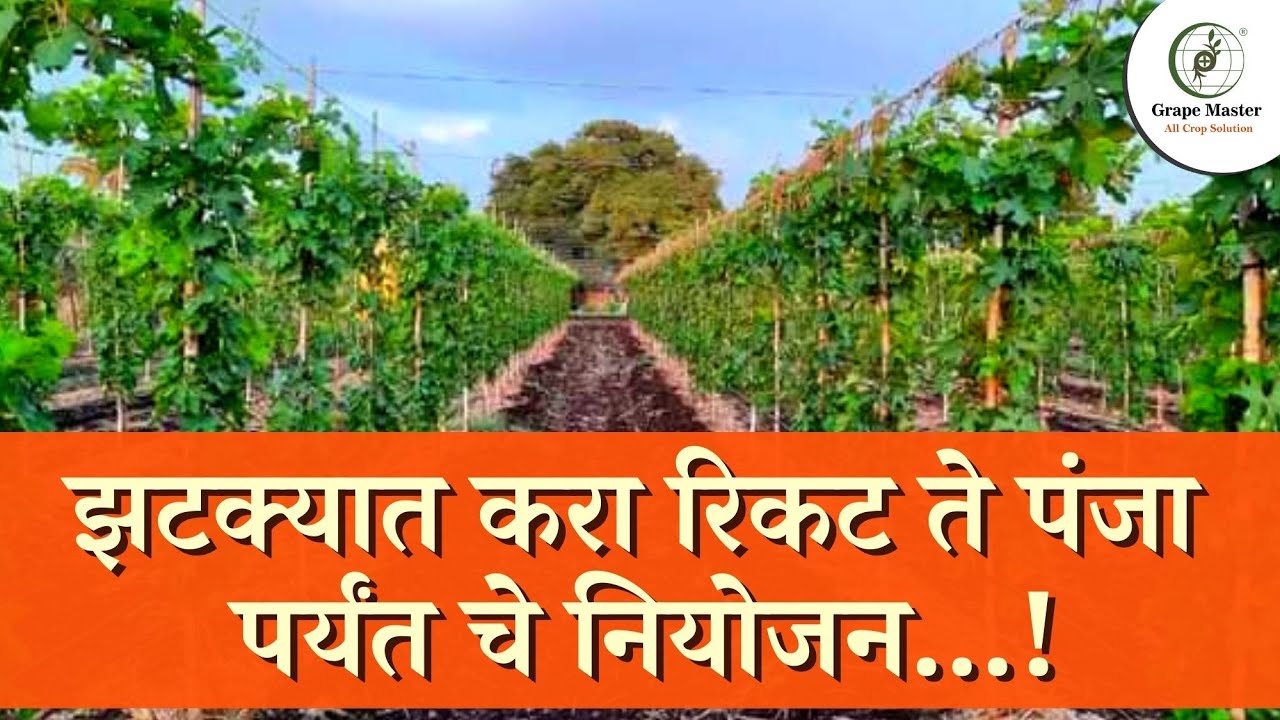 झटक्यात करा रिकट ते पंजा पर्यंत चे नियोजन || रिकट बागेचे व्यवस्थापन || grape || Grape || द्राक्ष ||