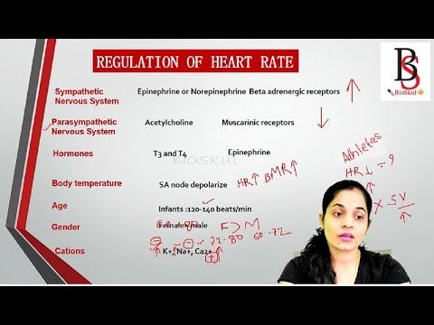 How Does the Body Regulate Heart Rate?