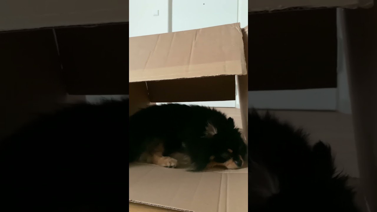 Fun fact: Pomchi Henry lives  in a cardboard box! 