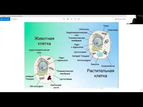 Сравнение строения растительной и животной клеток