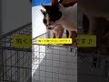 遊んでいるようで降りれないのです♪2025/11/24