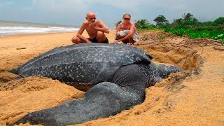 ТОП 10 САМЫЕ БОЛЬШИЕ ЖИВОТНЫЕ В МИРЕ / The Biggest Animals In The World ТОП 10 САМЫЕ БОЛЬШИЕ ЖИВОТНЫЕ В МИРЕ / The Biggest Animals In The World
