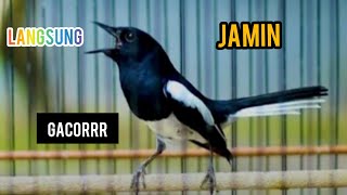 pancingan Kacer habis mabung agar cepet emosi jamin langsung bukor