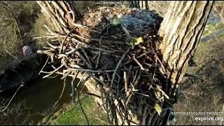 Decorah Goose Cam - Decorah, Iowa, USA, explore.org, April 26, 2023