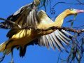 Aves do Brasil - A encantadora Maria-Faceira.