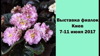 Выставка фиалок. Киев. 7-11 июня 2017