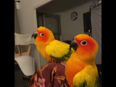 صن كنيور متوفر فقط فروخ المكان العين 0509835355 المخرج محمد سعيد